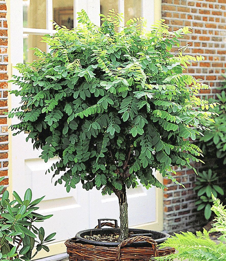 BALDUR Garten 1x Kugel-Akazien-Stämmchen, Pflanze im 3 Liter-Topf, Robinia pseudoacaia Umbraculifera, dekorativ, winterhart, pflegeleicht, für St...