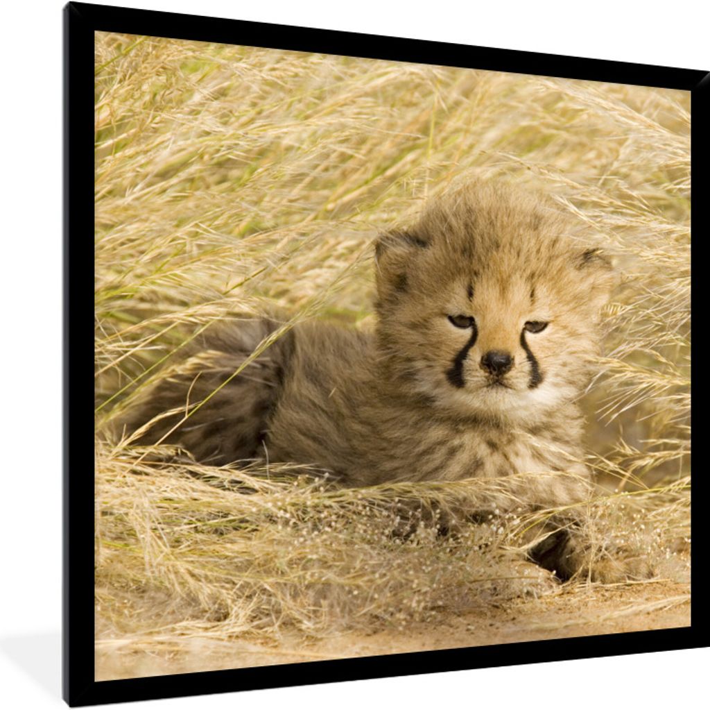 MuchoWow Gerahmtes Poster Gepard - Jung - Gras 40x40 cm - Poster mit Schwarzem Bilderrahmen Wandposter Rahmen Foto Bilder - Mit Rahmen - Wanddeko...
