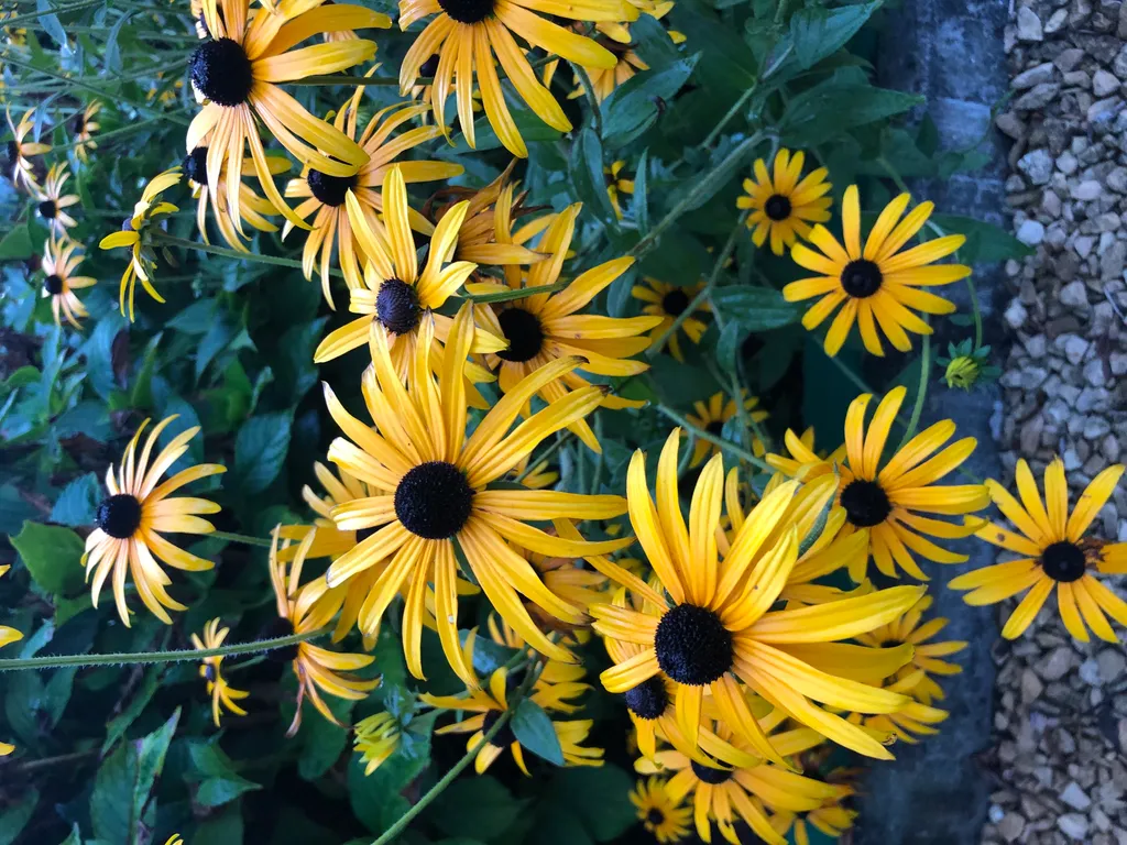 Plantes Vivaces Rudbeckia Fulgida Goldsturm Lot de 6 Godets Culture