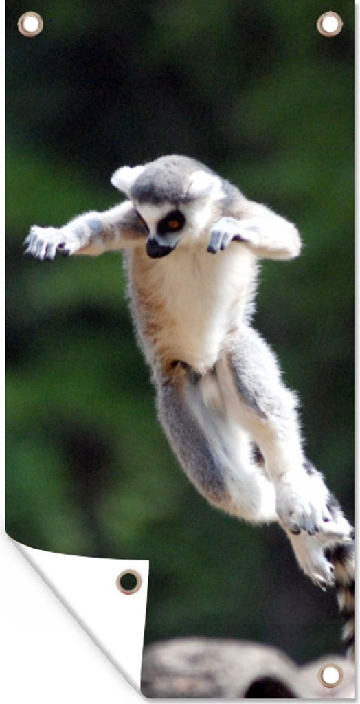 MuchoWow 80x160 cm Outdoor-Poster Gartendeko Sichtschutz Garten Poster für den Garten Affe - Ringschwanzlemur - Baum