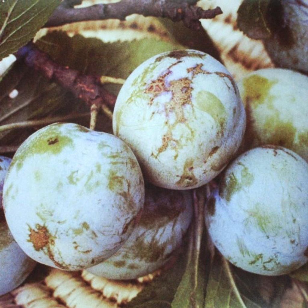 A close-up view of several green plums with brown blemishes, surrounded by leaves and branches.