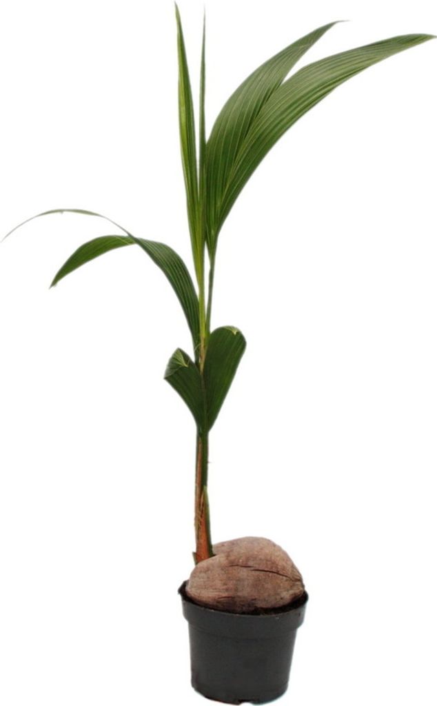 Prawdziwa palma kokosowa - Cocos nucifera - z prawdziwym Zdjęcie produktu 