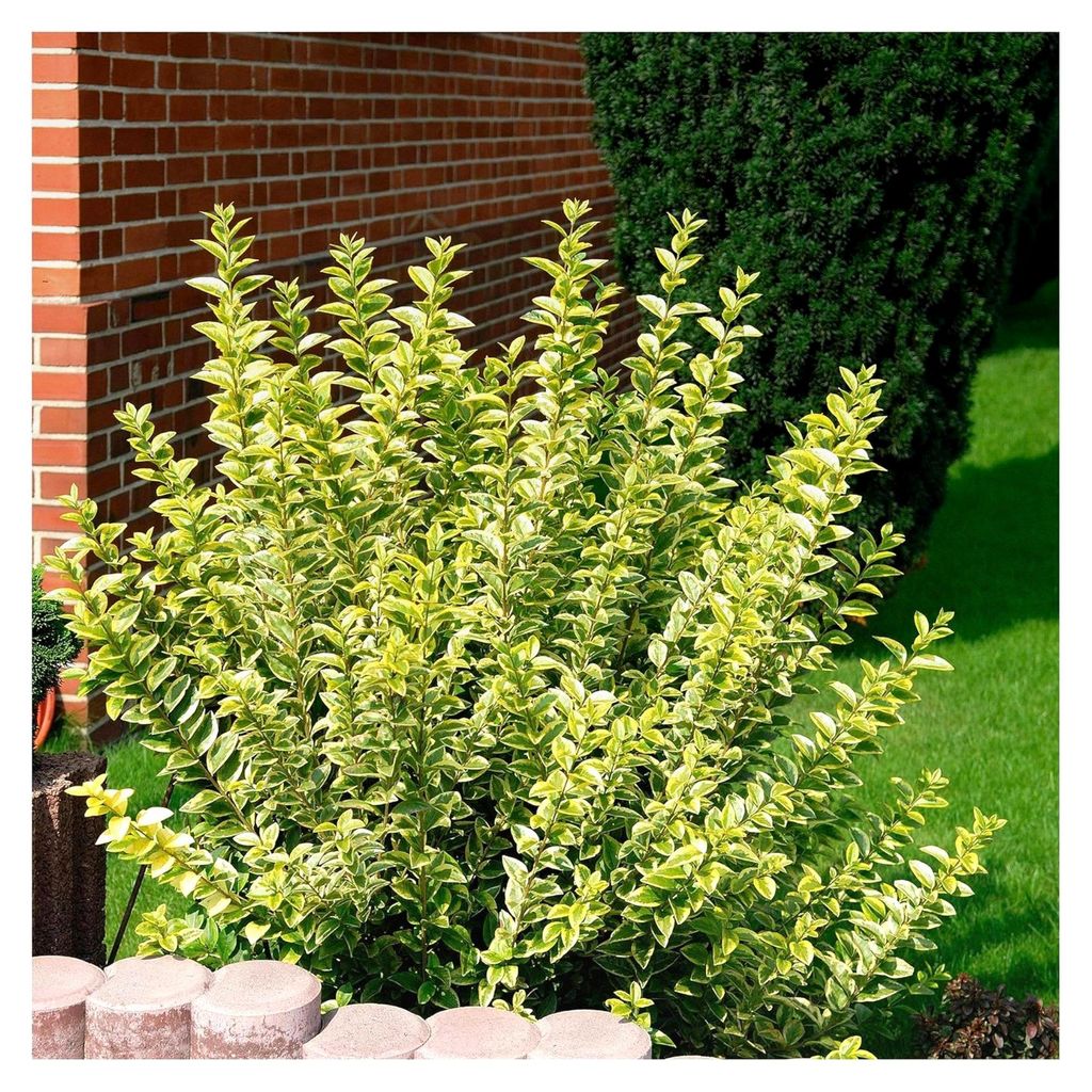 10 x Ligustrum ovalifolium 'Aureum' (Gehölz/Heckenpflanze/Winterhart/Mehrjährig/Immergrün) Goldliguster - Robuste Pflanze mit goldgelber Ausstra...