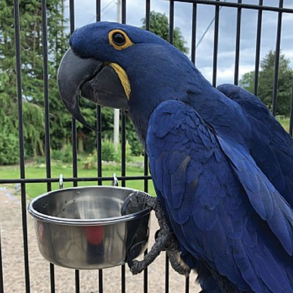 XXL Edelstahl-Futterstelle COOP - hängbare, 2,8L Schüssel für Käfige