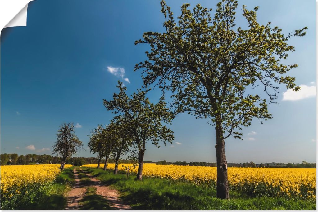 ARTland Poster Rapsfeld II Größe: 120x80 cm