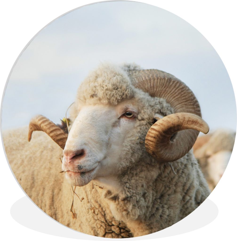 MuchoWow Rundes Wandbild - Runde Bilder Schafe - Widder - Hörner Ø 90 cm Kreis Wanddekoration Kunststoff - Wandkreis - Wandschmuck - Wand-Kreis...