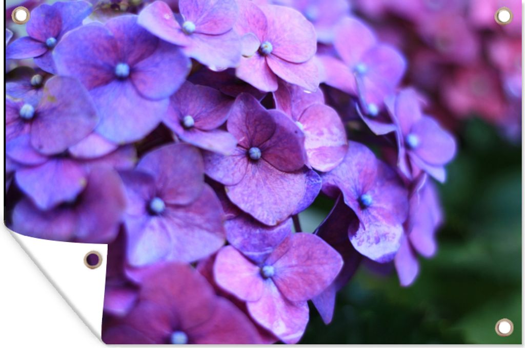 MuchoWow 60x40 cm Outdoor-Poster Gartendeko Sichtschutz Garten Poster für den Garten Blumen - Lila - Hortensie - Natur - Blütenblätter