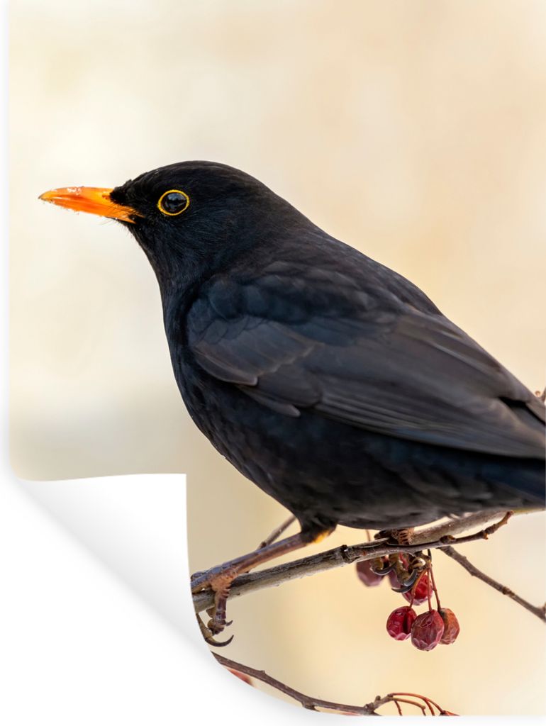 MuchoWow Wandtattoo Wandsticker Wandaufkleber Amsel - Vogel - Zweige - Beere - Rot 120x160 cm Selbstklebend und Repositionierbar - Wierderverwend...