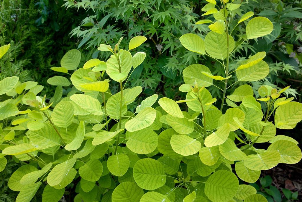 Cotinus coggygria 'Golden Lady', Perückenstrauch, goldgelb, 40–60 cm