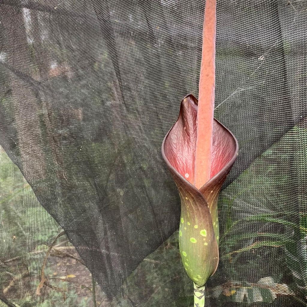Amorofal (Amorphophallus borneensis)  – 1 wykiełkowane Zdjęcie produktu 