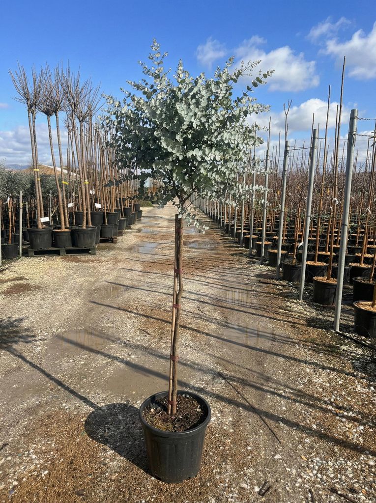 Sunny Tree - Eucalyptus gunnii 'Azura' auf Stamm - Produktbild 