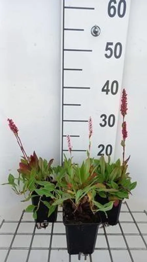 Persicaria affinis Dimity - Lot de 6 Renouées en pots de 9x9 cm