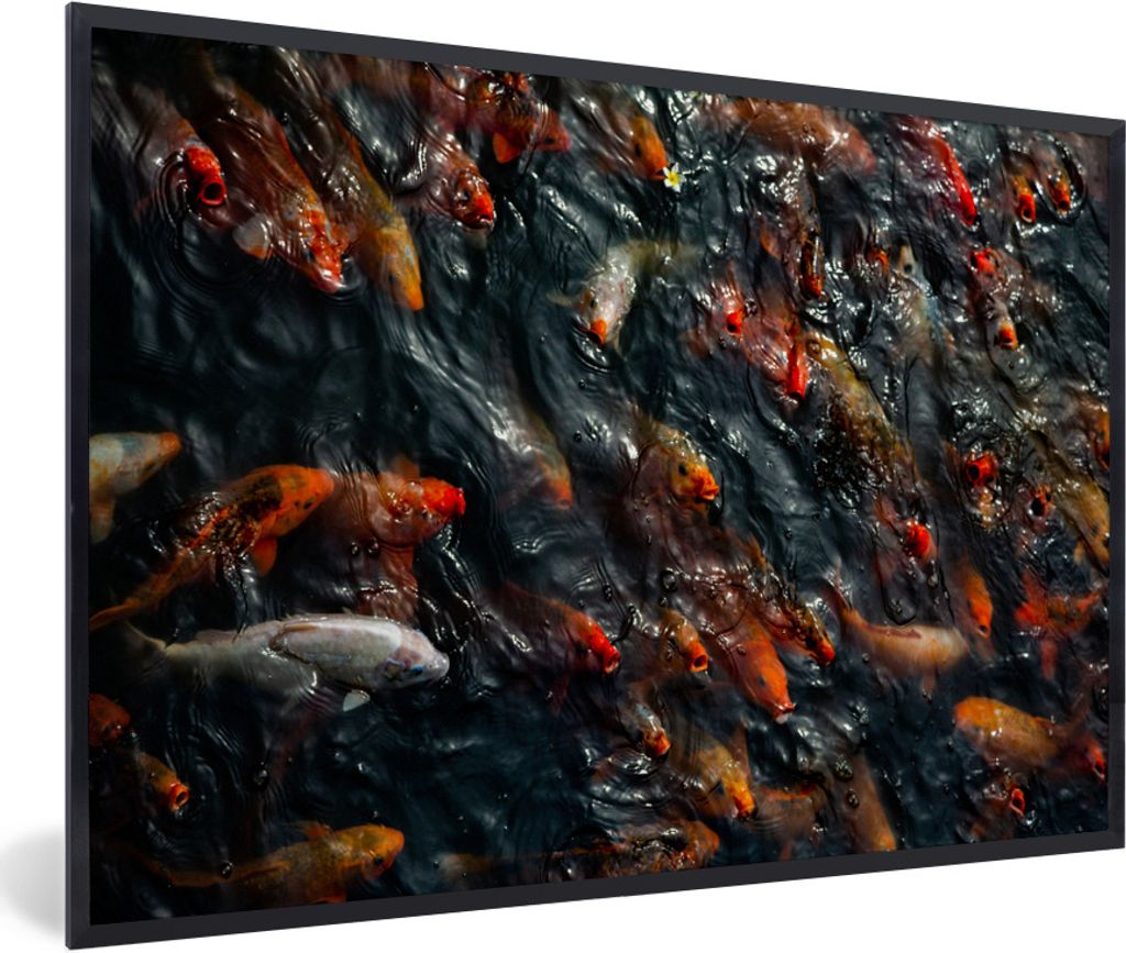 MuchoWow Gerahmtes Poster Ein Teich mit einer großen Gruppe von Koi-Karpfen 90x60 cm - Poster mit Schwarzem Bilderrahmen Wandposter Rahmen Foto ...