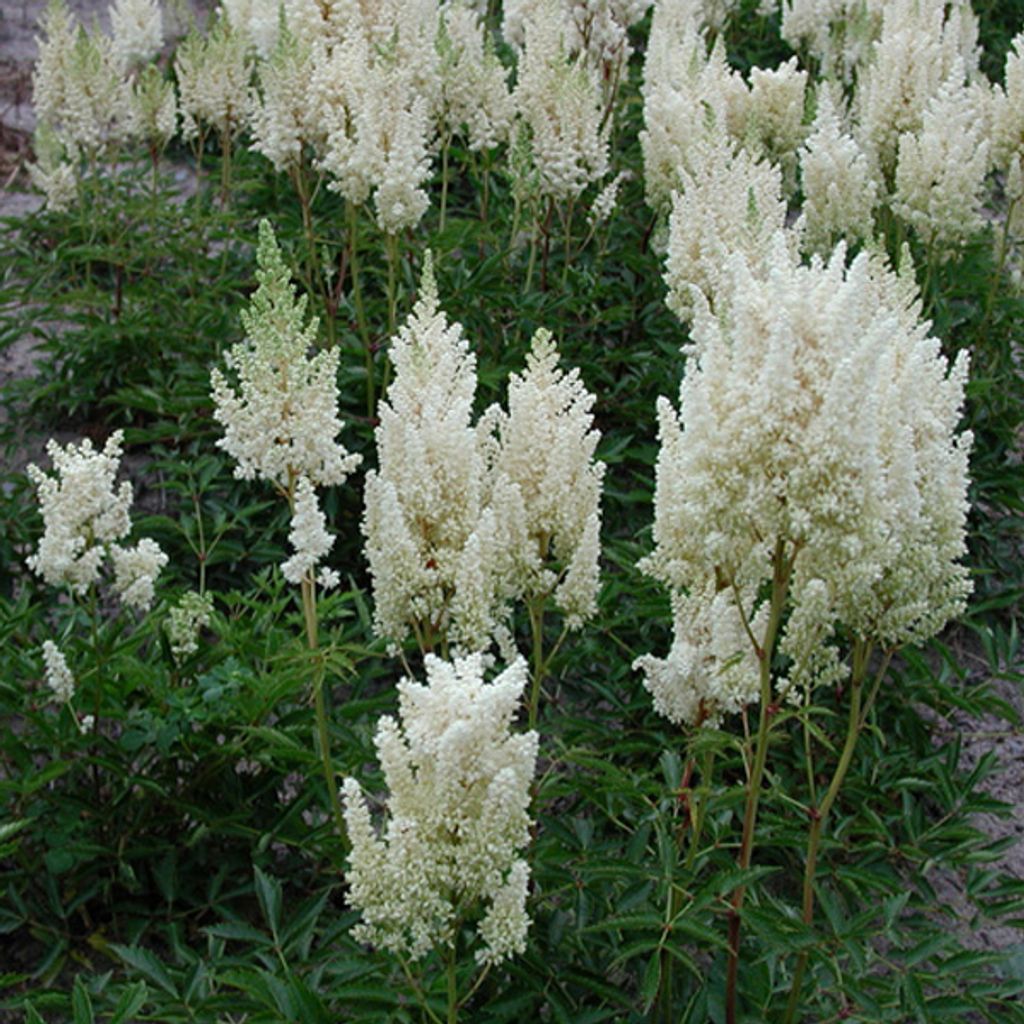 6 x Arends Prachtspiere - Astilbe arendsii 'Weisse Gloria' | Topf 9cm x 9cm