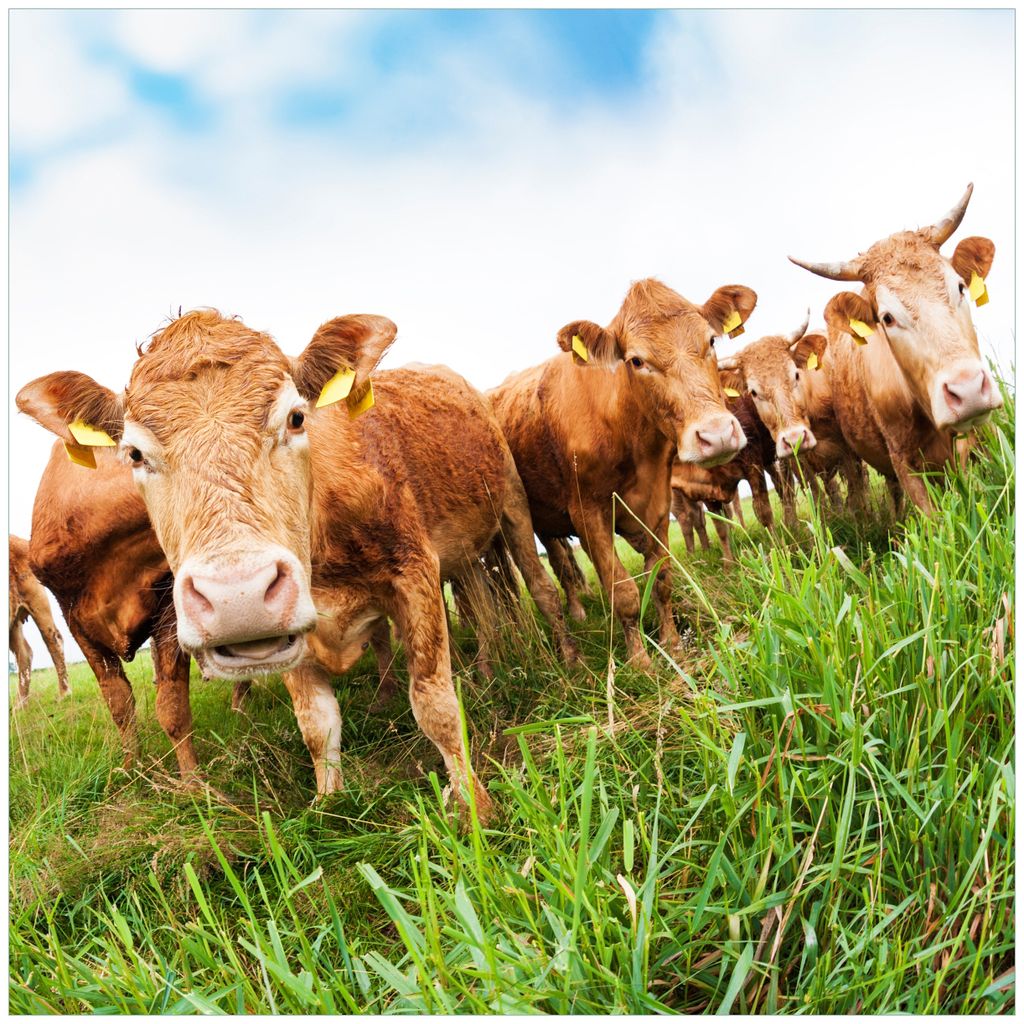 Wallario Möbeldesign / Aufkleber, geeignet für Ikea Lack Tisch - Kühe im Sommer auf der Weide in 55 x 55 cm