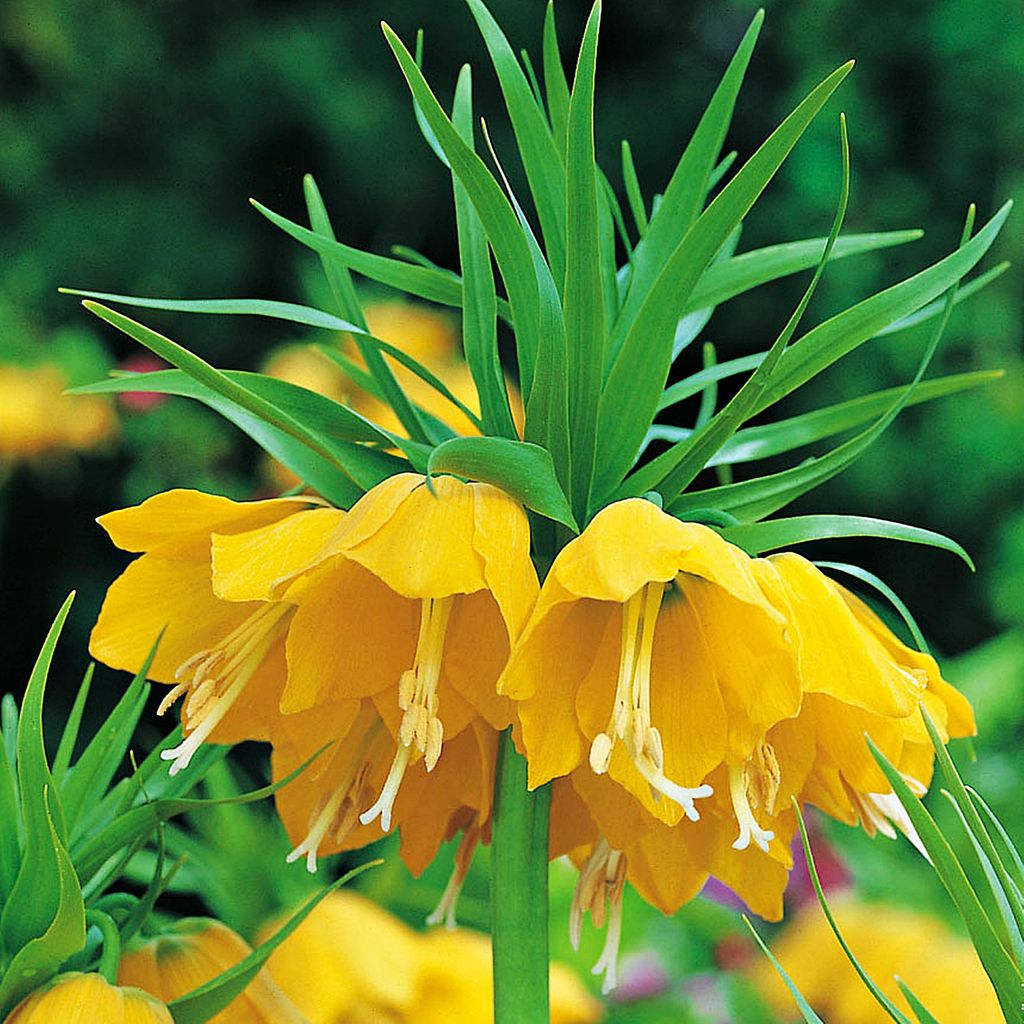 Bulbi da fiore Bulbi da fiore Fritillaria Imperial Crown Immagine del prodotto 