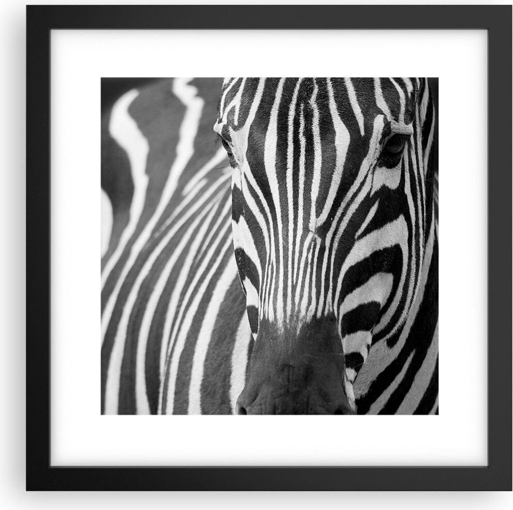 Gerahmtes Poster - Schwarzer Rahmen - Tiere Zebra gestreift - 30x30 cm - Wand Bild - Wanddeko - Wandbilder - Kunstposter - Wandposter - Bilderrahme...
