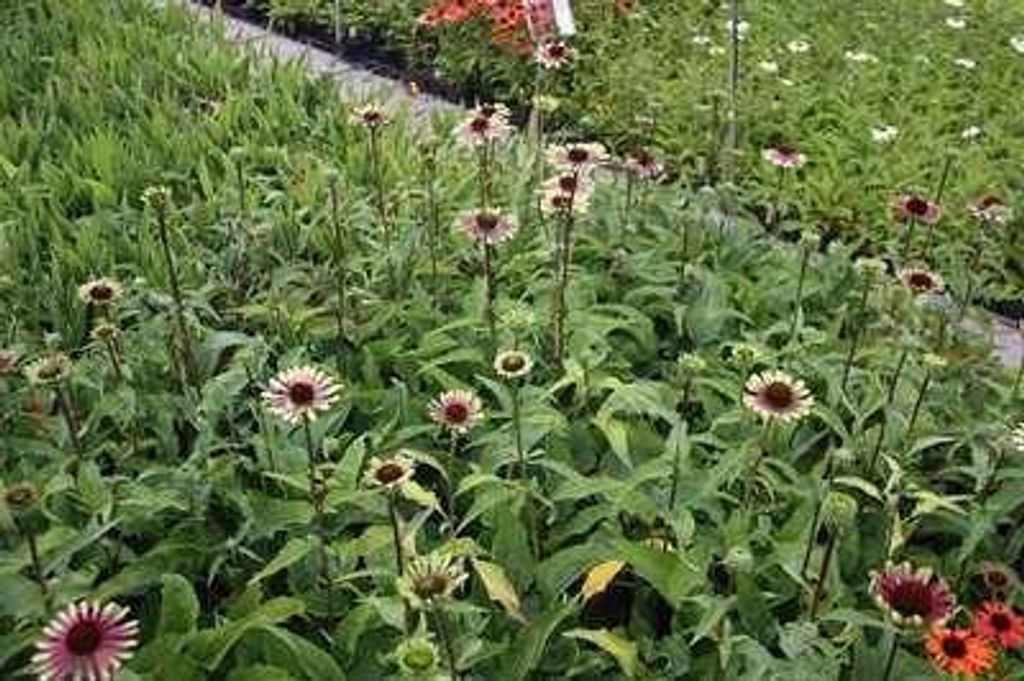 6 x Echinacea purp. 'Green Twister' - Sonnenhut - Topf 9 x 9 cm