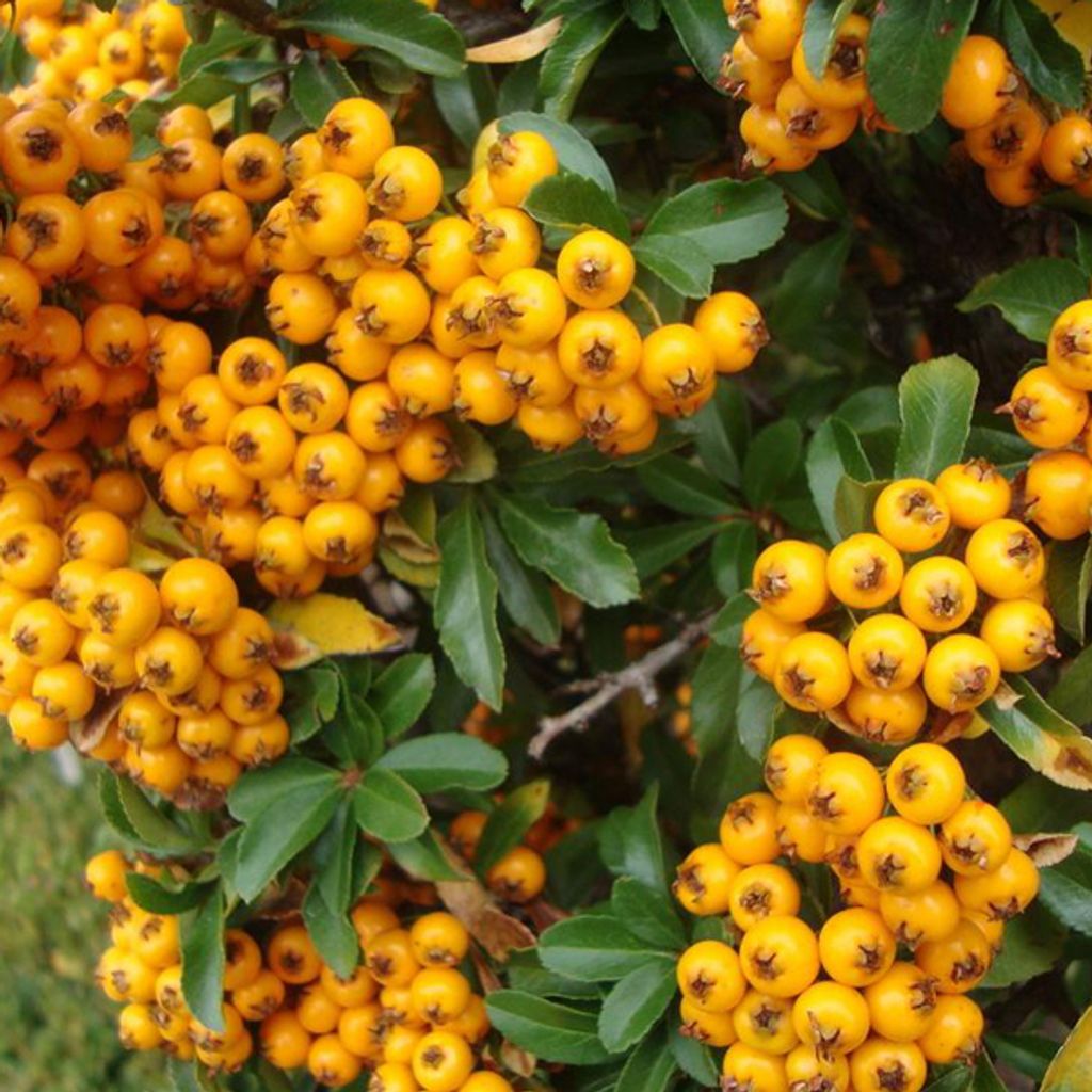 2 x Feuerdorn - Pyracantha 'Teton' | 30-40 cm in Container
