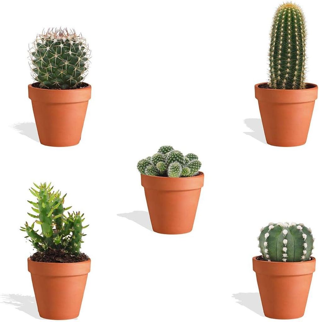 DutchLeafs Mini-Kakteen Mix 5 Stück Verschiedene Kakteen im Ø 7 cm Terrakotta Blumentopf - Kleine Pflanzen Mischung Kakteen Starter Set Pflegelei...