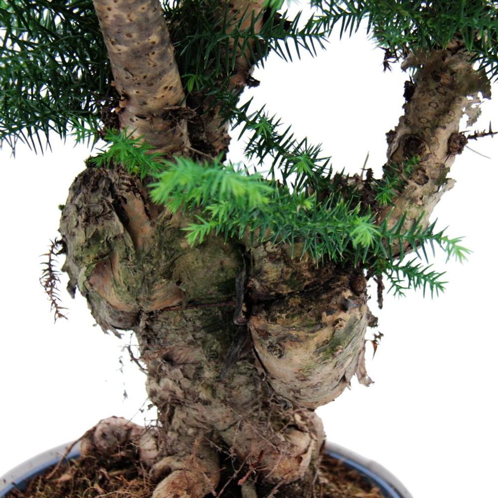 Zimmerbonsai Araucaria cunninghamii Zimmertanne