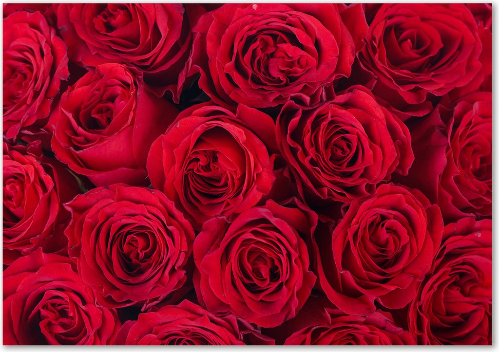 Tulup Glas-Bild - 100 x 70 - Wandbild aus Glas - Wandkunst - Wandbild hinter gehärtetem Sicherheitsglas - Blumen & Pflanzen - Rosen - Rot