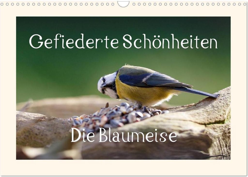 Gefiederte Schönheiten - Die Blaumeise (Wandkalender 2026 DIN A3 quer), CALVENDO Monatskalender
