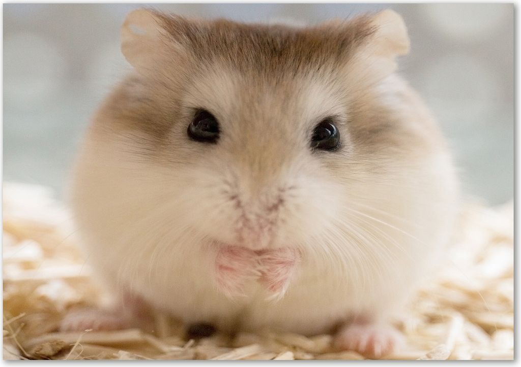 Tulup Leinwandbild - 100x70 cm - Wandkunst - Drucke auf Leinwand - Leinwanddruck - Tiere - Beige - Hamster