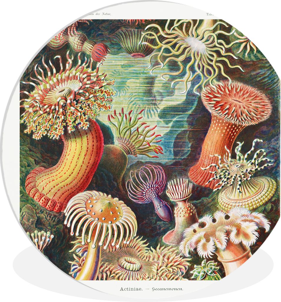 MuchoWow Rundes Wandbild - Runde Bilder Ernst Haeckel - Anemone - Retro - Natur - Pflanzen - Meer Ø 60 cm Kreis Wanddekoration Kunststoff - Wand...