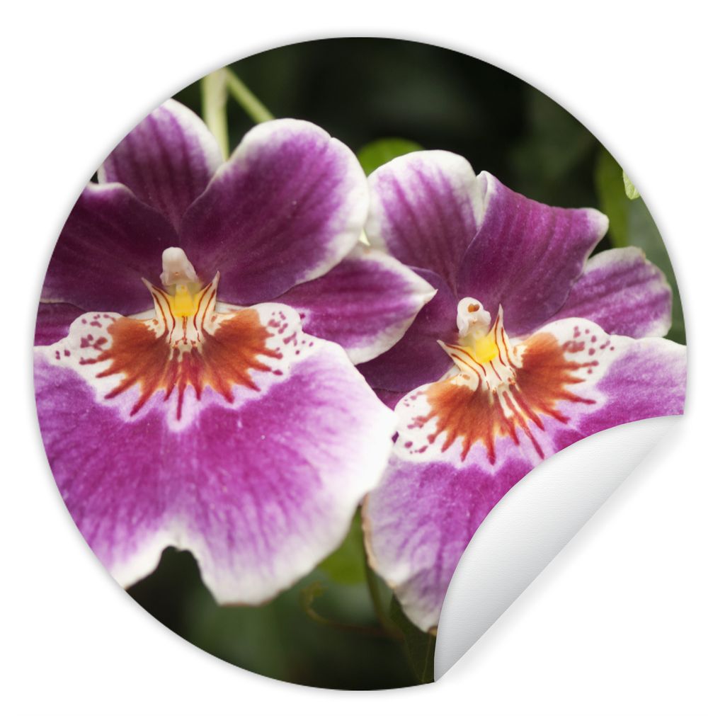 MuchoWow Runde Wandtattoo - Wandsticker Tapete Aufkleber Wilde Orchidee Ø 50 cm Selbstklebend und Repositionierbar - Wandaufkleber - Kreis - Wan...