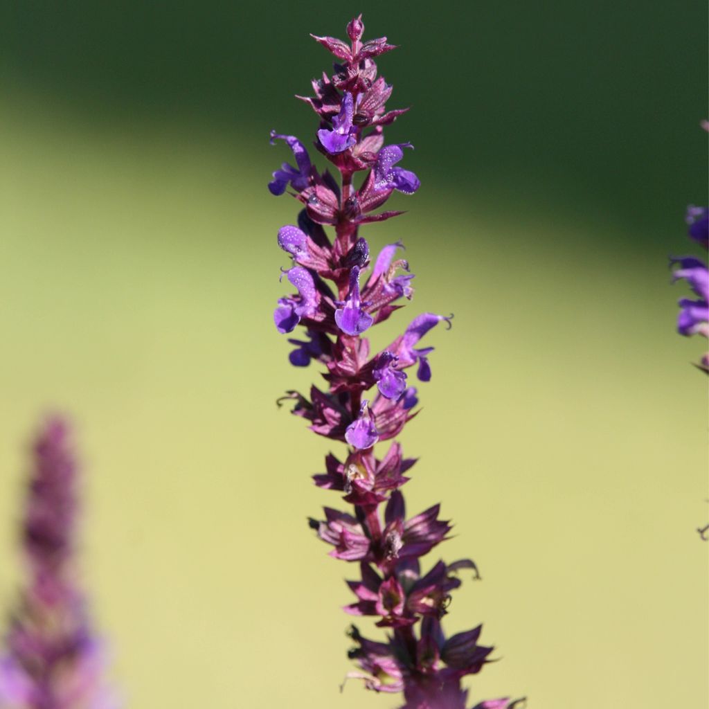 Bloomique - 3er Set - Salvia Nemorosa Blaukönigin - Salbei - Blaue Blüten - Gartenpflanzen - Winterhart - Höhe 10-20cm - Topf 9x9cm