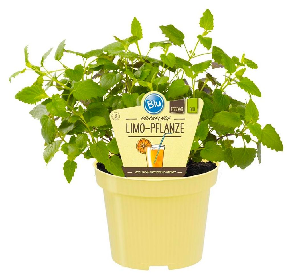 Limonadenpflanze - Limokraut- Agastache mexicana - Produktbild 