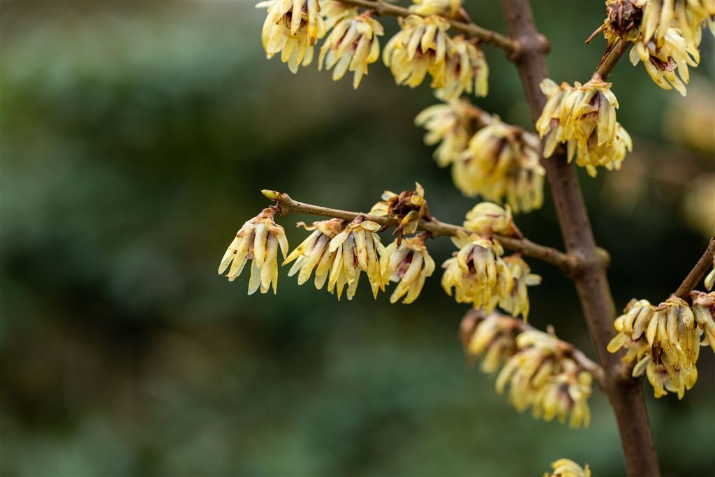 Chimonanthus praecox, Winterblüte, gelb, 60–80 cm