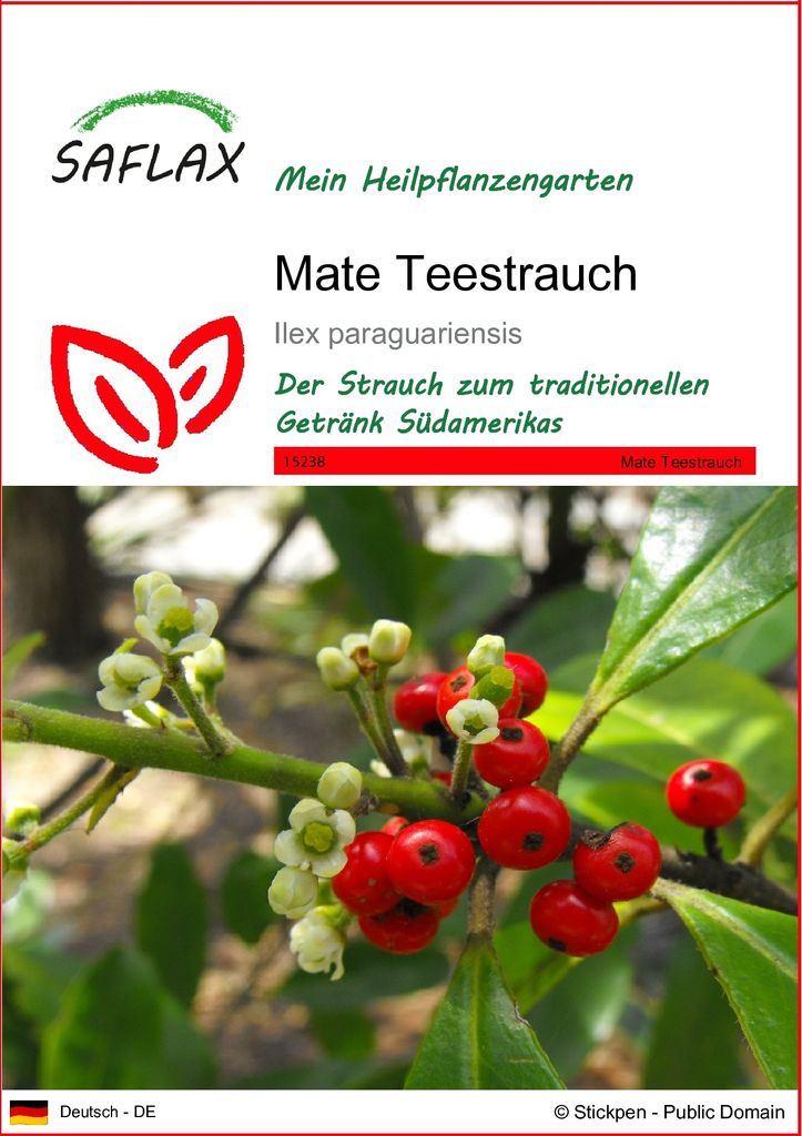 SAFLAX - Heilpflanzen - Mate Teestrauch - 10 Samen - Ilex Produktbild 