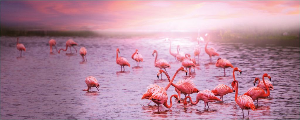 Wallario Poster - Rosa Flamingos bei Sonnenuntergang, Kunstdruck Größe: 50 x 125 cm