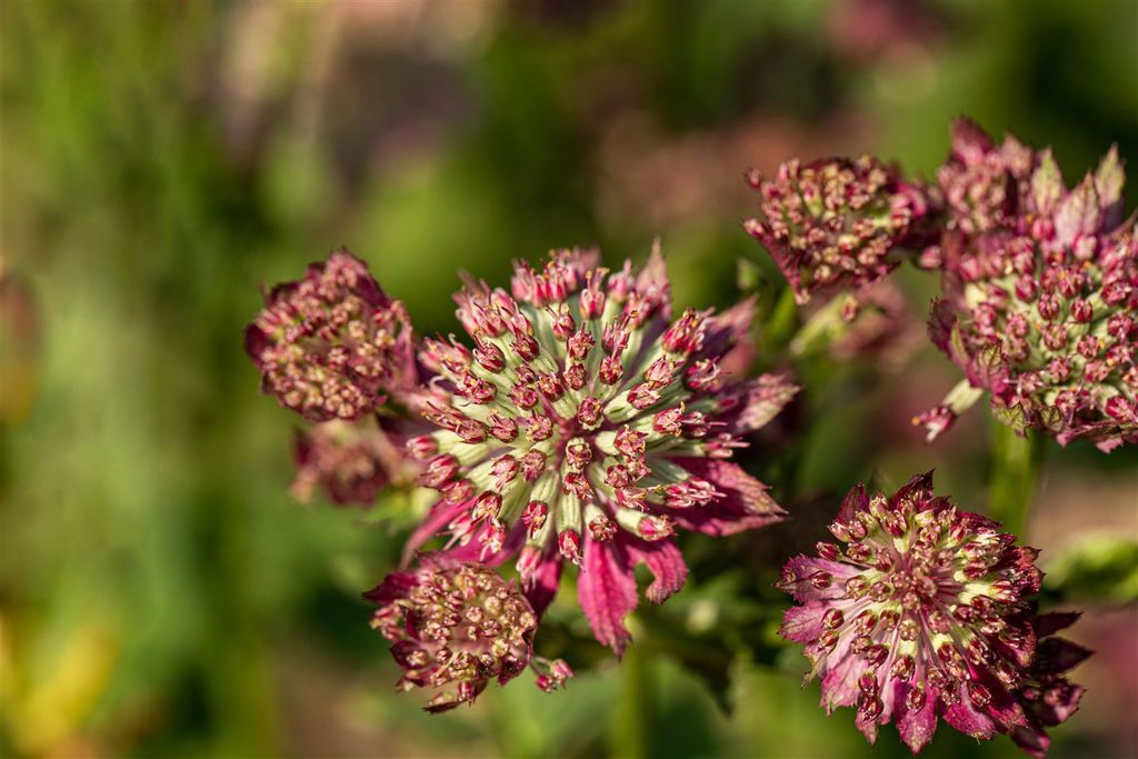 GartenSterndolde 'Moulin Rouge'® Astrantia Kaufland.de