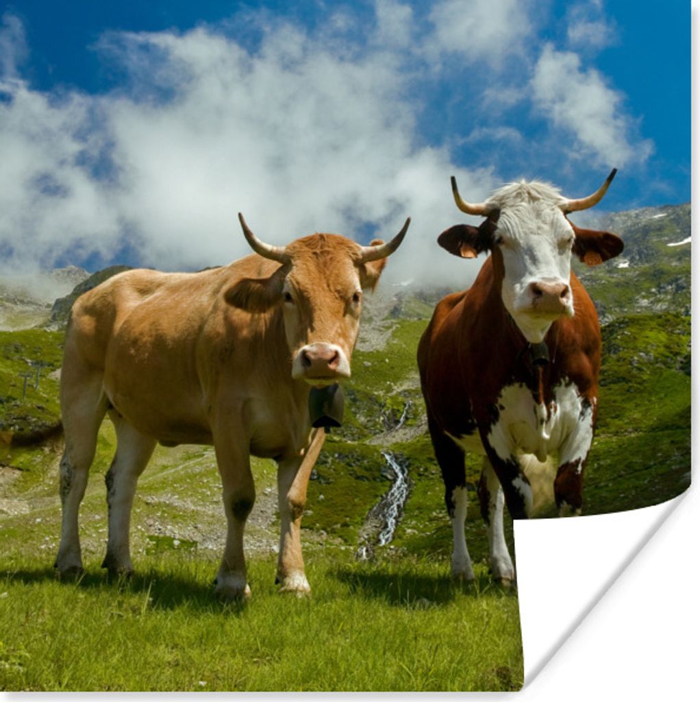 MuchoWow Poster Kühe - Sonne - Landschaft 30x30 cm - Wandposter - Printing