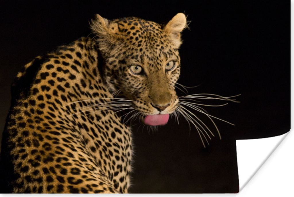 MuchoWow Poster Leopard - Zunge - Nacht 30x20 cm - Plakate - Print
