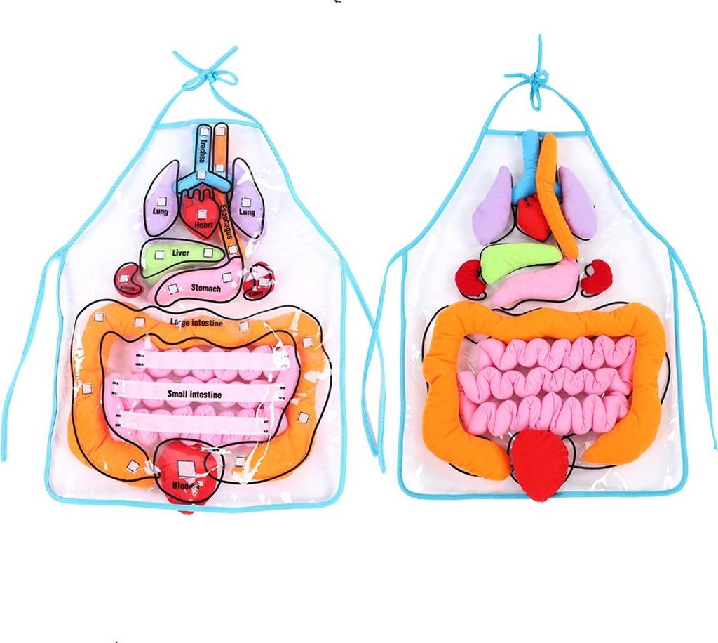 Kinder Viscera Teaching Utensil Kinder pädagogische Entwicklung Organ Schürze Spielzeug