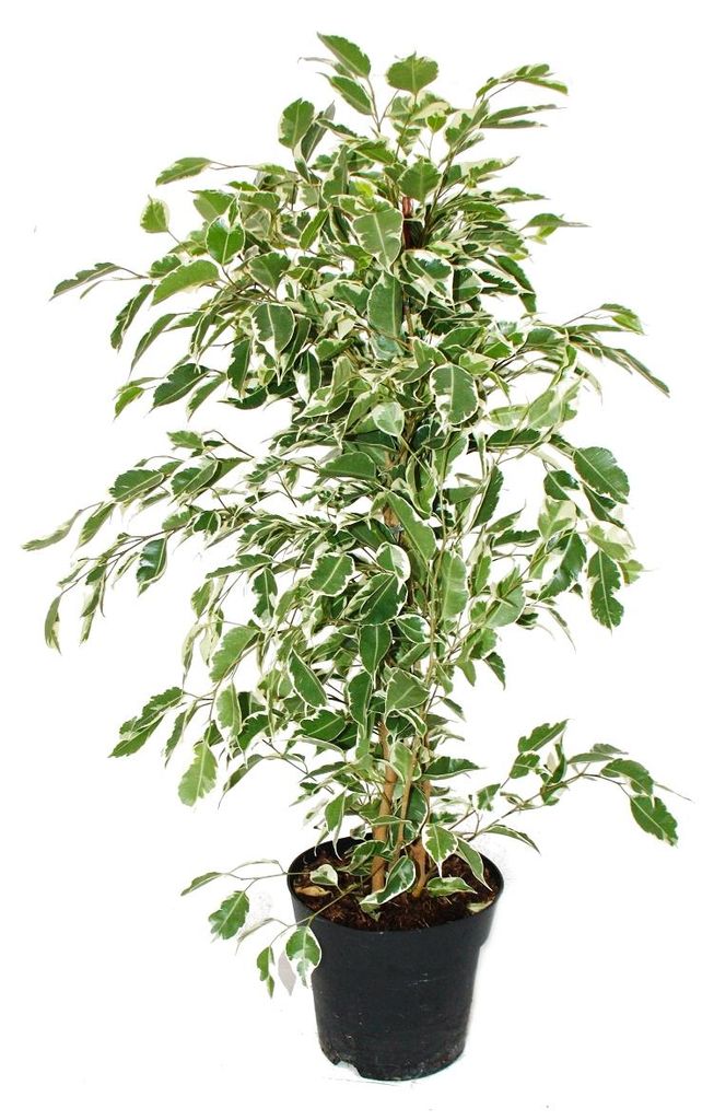 Ficus benjamini „Twilight“ v 17cm květináči Obrázek produktu 