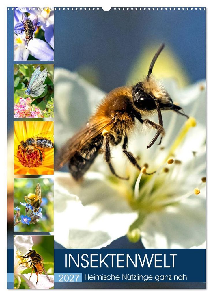 INSEKTENWELT - Heimische Nützlinge ganz nah (Wandkalender 2027 DIN A2 hoch), CALVENDO Monatskalender