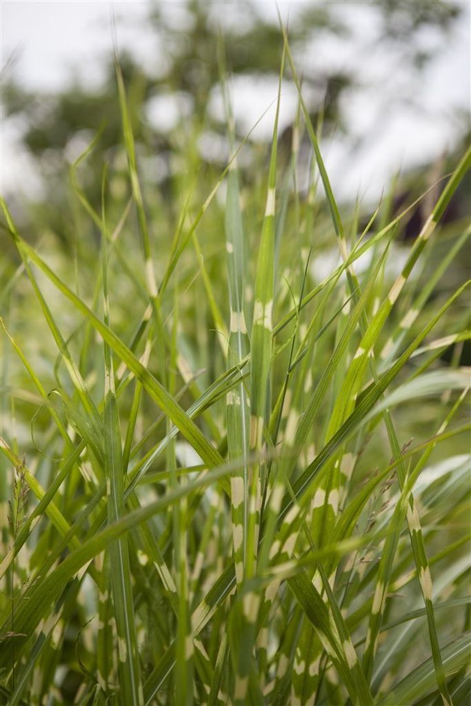 Miscanthus sinensis 'Zebrinus', Zebragras, ca. 11x11 cm Topf