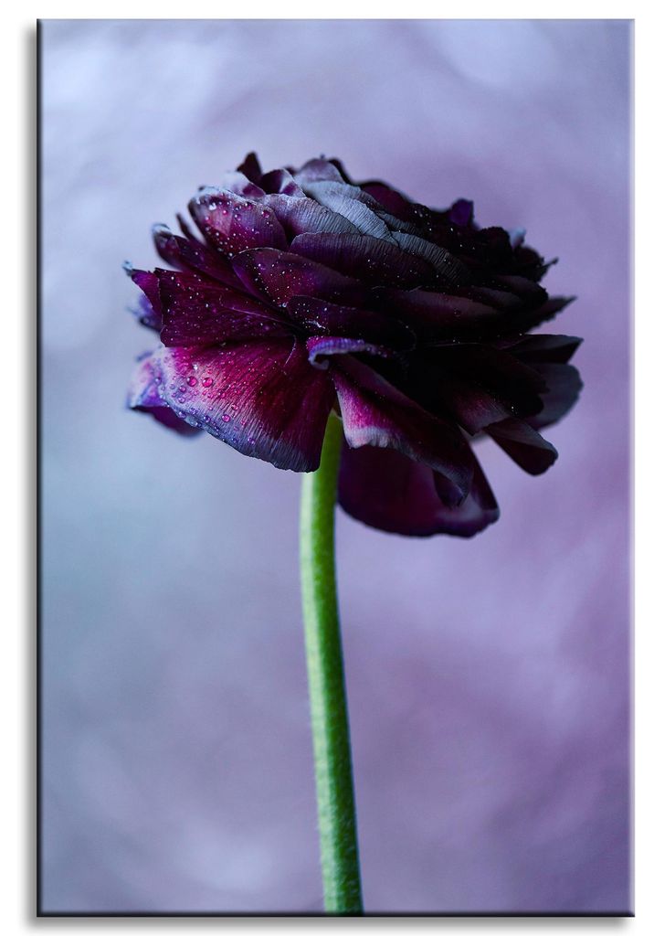 Leinwanddruck Botanik Lila Blume 60x90 cm