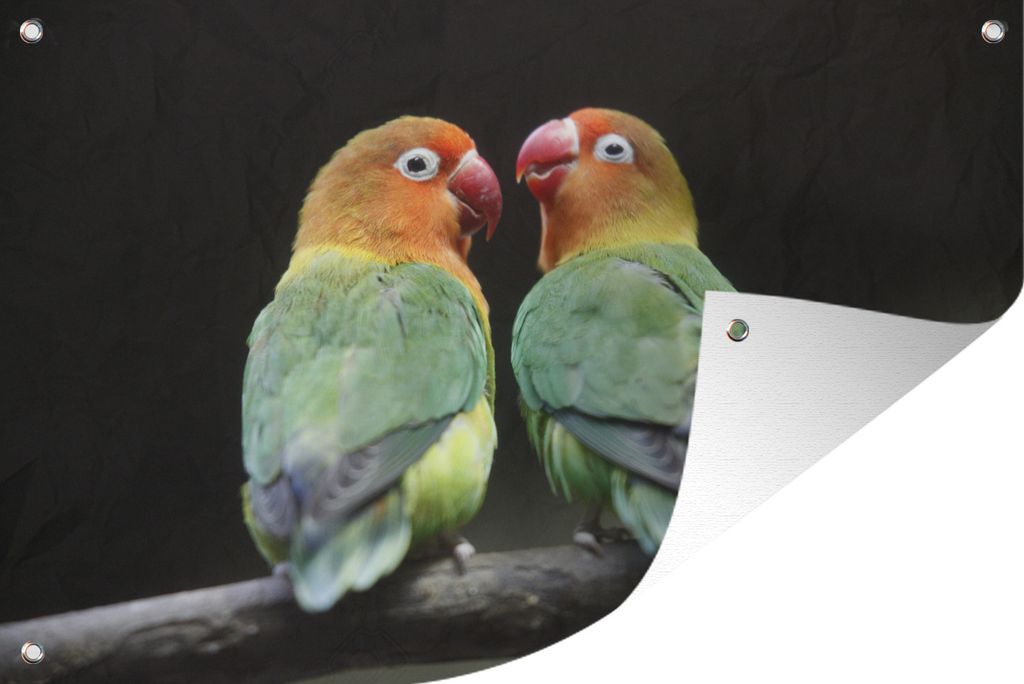 MuchoWow 90x60 cm Outdoor-Poster Gartendeko Sichtschutz Garten Poster für den Garten Liebesvögel Papageien Fotodruck