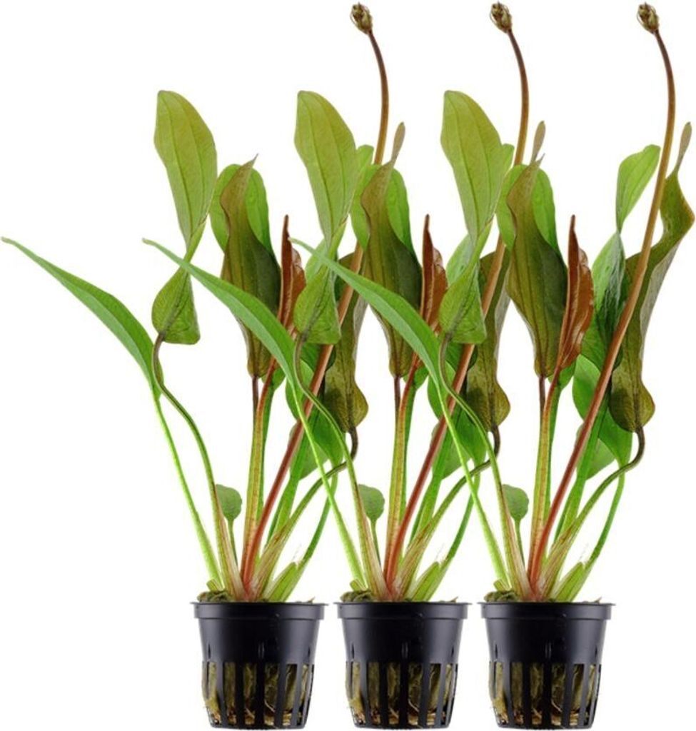 Aquarium Pflanze 3 Stück Echinodorus 'Red Diamond' AquaOne Produktbild 