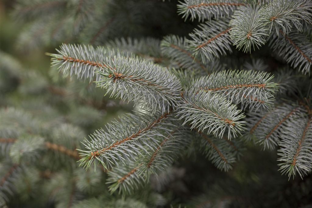 Picea pungens 'Blue Diamond', Blaufichte, 25–30 cm Produktbild 