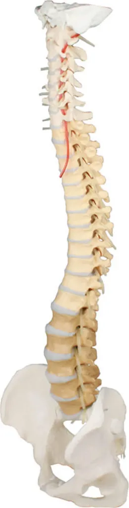 Colonne Vertébrale Flexible avec Zones Colorées et Bassin Complet