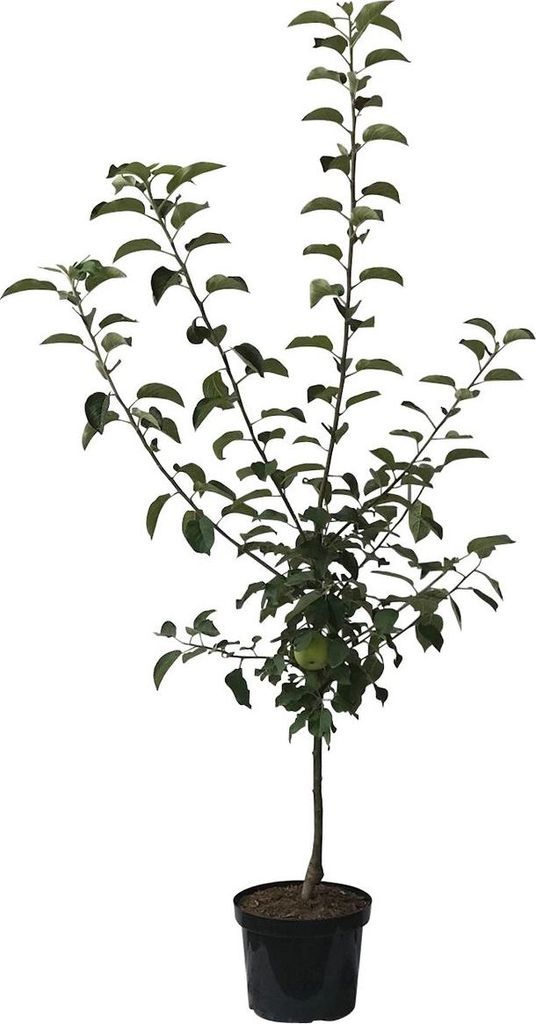 Biesterfelder Renette zweijährig historisch Apfel Buschbaum 110-140 cm 10 Liter Topf M7