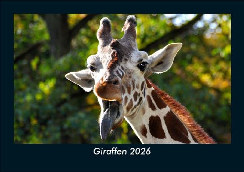 Giraffen 2026 Fotokalender - Querformat DIN A5, Monatskalender mit Bild-Motiven von Haustieren, Bauernhof, wilden Tieren und Raubtieren