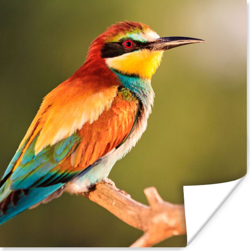 MuchoWow Poster Vögel - Bienenfresser - Regenbogen - Tiere 100x100 cm - Babyzimmer